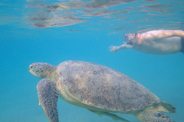 Swimming with sea turtle
