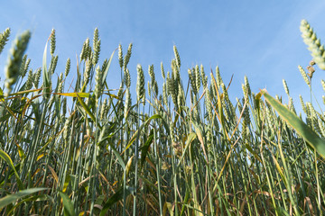 Wheat field from low angle