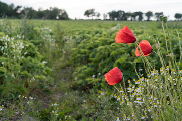 Obraz premium Blossom poppies by a farmers field