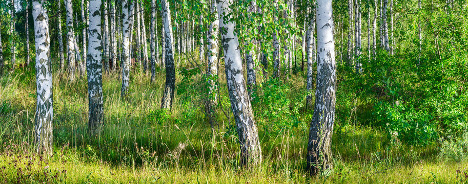 Fototapeta Birch grove on a sunny summer day landscape banner, huge panorama