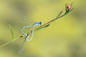 Coeur de libellules