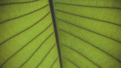 Green Fiber Leaf Vein