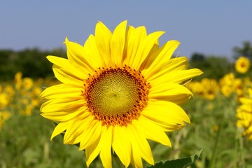 Fototapeta premium Sunflower III