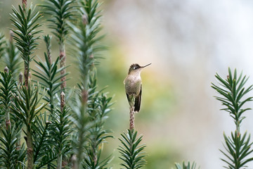 hummingbird