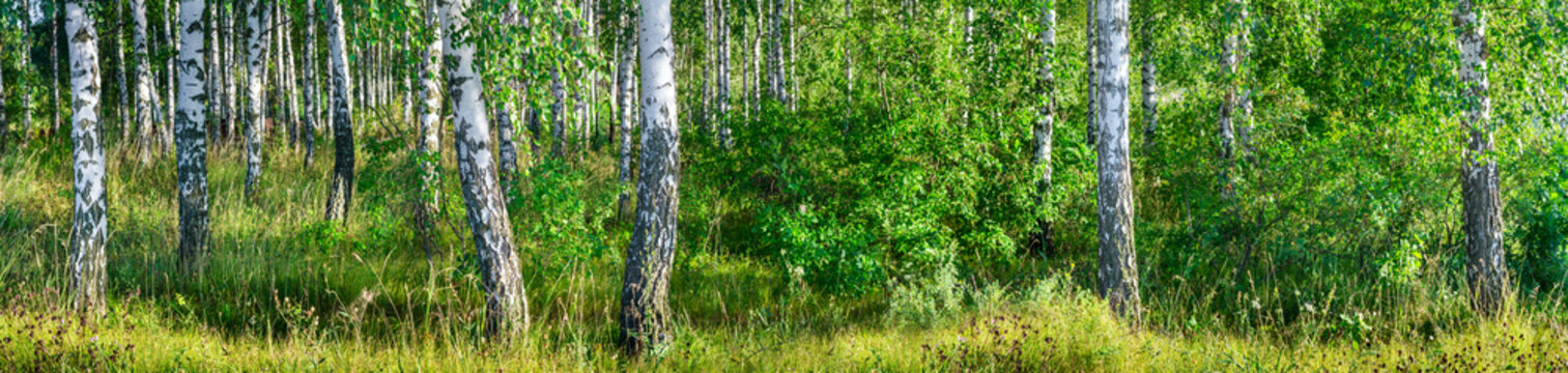 Fototapeta Birch grove on a sunny summer day landscape banner, huge panorama
