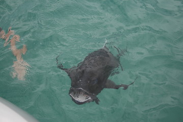 Grosser Fisch am Riff (Australien)