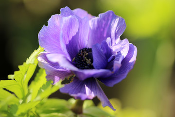 Anemone