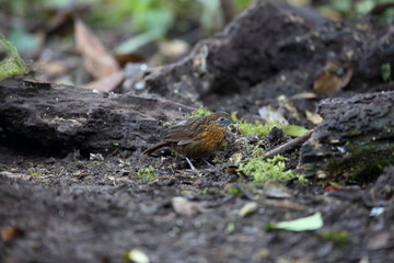 Rusty-breasted Wren-Babbler (Napothera rufipectus) in Mt.Kerinci, Sumatra,Indonesia