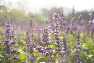 Beautiful colorful winter Flowers