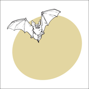 Scary flying Halloween vampire bat, sketch style vector illustration with space for text. Hand drawn, sketch style vampire bat flying with wide spread wings, Halloween object