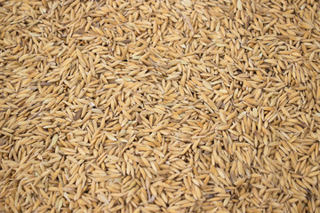 Paddy rice background