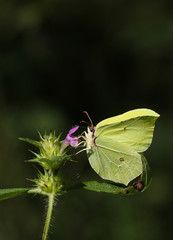 Zitronenfalter_Schmetterling_Blüte_common brimstone