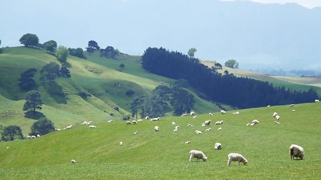 Group of sheep stand in field in New Zealand