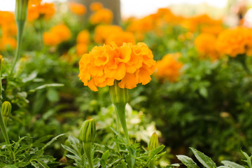 orange flower beauty background