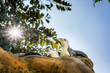 Two birds in sunlight