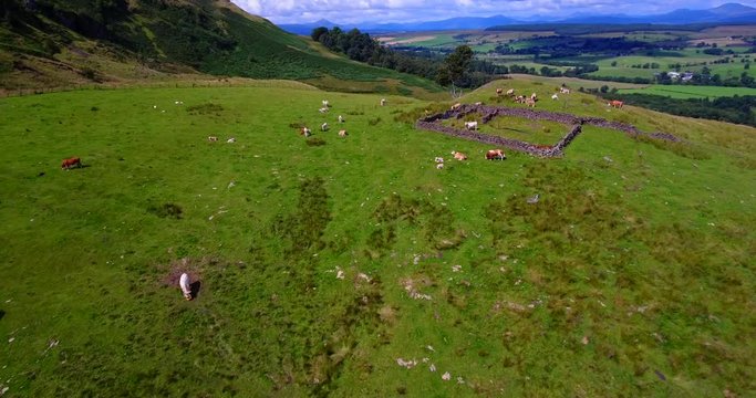 Fly-over 4K aerial footage of cattle and sheep grazing on top of a Scottish hill with panoramic view of mountains in the distance