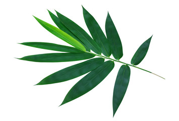 Green bamboo leaves isolated on white background clipping path included