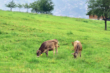 Cows on pasture, Switzerland