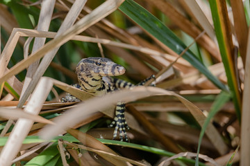 Baby Monitor Lizard On The Branch, Ang Thong Province Of Thailand.