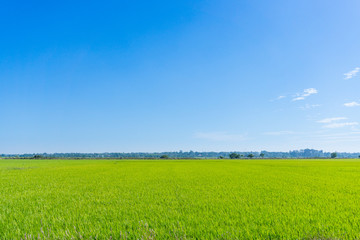 Blue sky and rice field