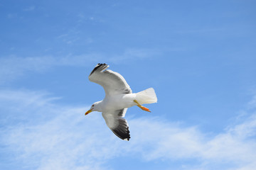 Silbermöwe