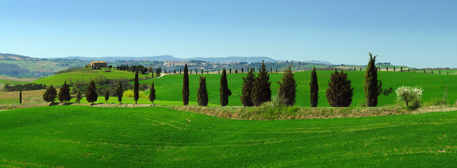 Typical Tuscan Landscape near Pienza (Siena) with Cypress and green wheat rolling hills. Italy.