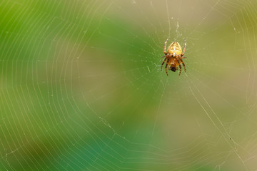 Spider garden-spider (lat. Araneus) of the genus araneomorph spiders of the family of Orb-web spiders (lat. Araneidae) on web with prey