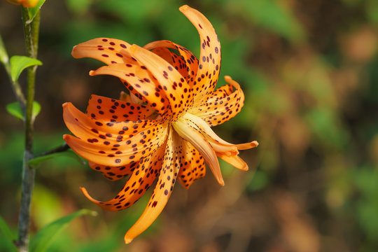 Fototapeta Chalmovidnaya orange flower Terry hybrid tiger Lily Flore Pleno. Bright red flower with black specks