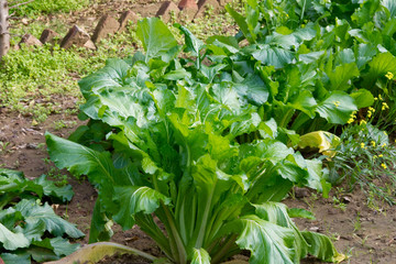 Green leafy vegetable at a farm in Gurgaon, Haryana (India)