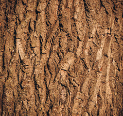 Beautiful bark tree texture