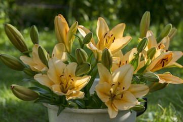 Asiatic hybrids lilium in bloom, orange and yellow color, in white bucket, in the garden, buds and flowers, ornamental and beaut
