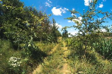 Sunny summer day in nature in the forest.