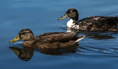 Fototapeta premium Stockenten auf dem Wasser