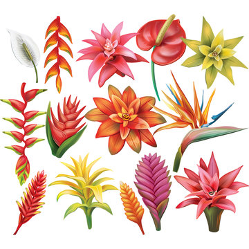 Set of Tropical Flowers