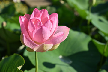 Lotus rose en été au jardin