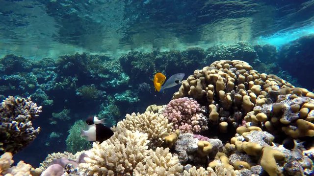 The amazing world of a coral reef. Beautiful coral flowers and tropical fish.