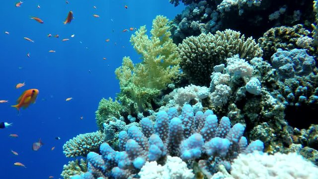 Life in the ocean. Tropical fish and coral reefs. Beautiful corals.