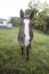 Obraz premium Horse at the Farm