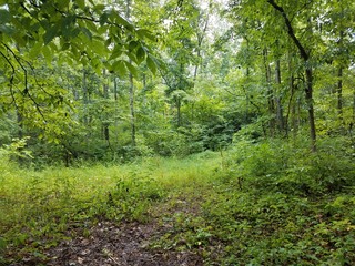 Fototapeta na wymiar vegetation in the forest