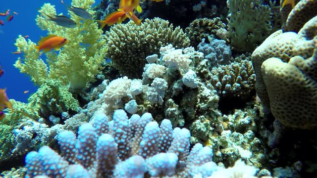 Ocean. Underwater life in the ocean. Colorful corals and fish.