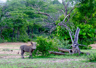 Wild warthog at the Selous Game Reserve in Tanzania (Africa)