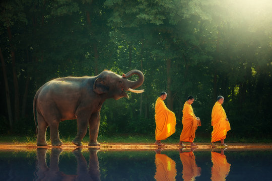 Elephant walking behind monks, Thailand 