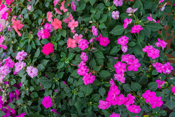 The pink flowers in garden