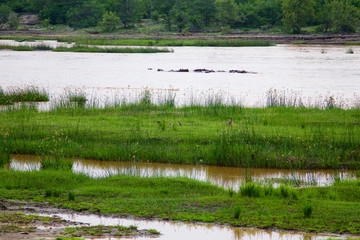 Group of hippopotamus in the river at Selous Game Reserve in Tanzania (Africa)