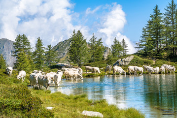 Mandria sulle sponde del lago