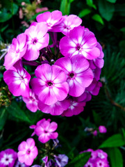 Fototapeta na wymiar Pink and white flowers.