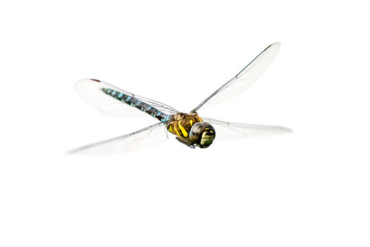 Eine Libelle im Flug (freigestellt)