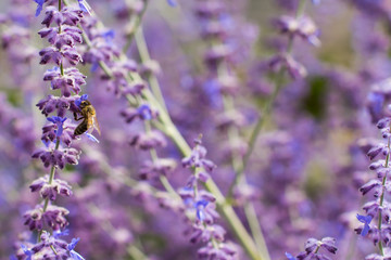 Obraz premium Lavender bushes closeup on sunset. Blooming lavender.Sunset gleam over purple flowers of lavender