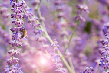 Lavender bushes closeup on sunset. Blooming lavender.Sunset gleam over purple flowers of lavender