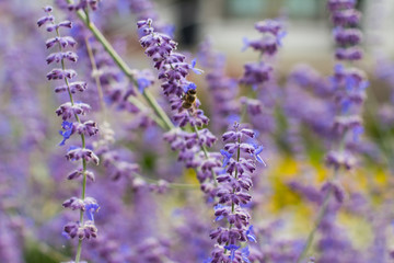 Lavender bushes closeup on sunset. Blooming lavender.Sunset gleam over purple flowers of lavender